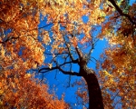 028 (150x120).jpg